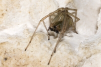 La Cheiracanthe. Un mle (Araneae - Cheiracanthiidae - Cheiracanthium mildei)